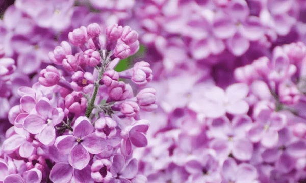 丁香花怎么养开花好，丁香花一般在什么时候开