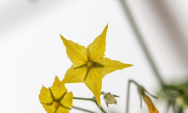 丁香花怎么养开花好，丁香花一般在什么时候开图2