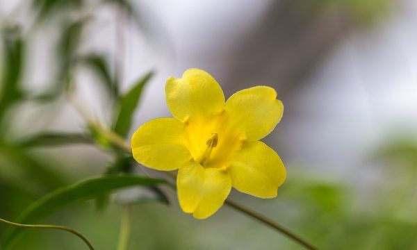 丁香花怎么养开花好，丁香花一般在什么时候开图3