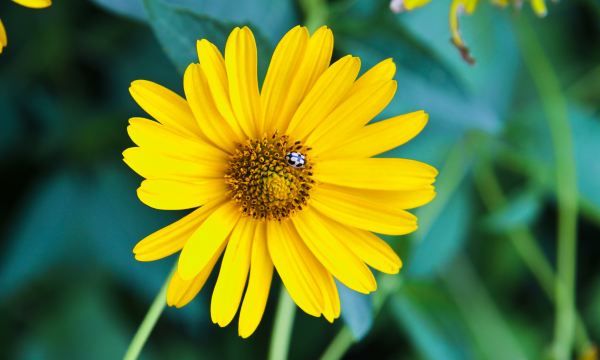 丁香花怎么养开花好，丁香花一般在什么时候开图4