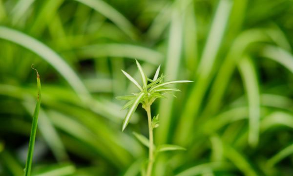 吊兰的特点，吊兰的植物生长特点是什么图2