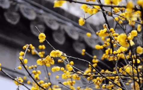 关于腊梅花的唯美句子，形容腊梅花的优美句子腊梅的外形描写