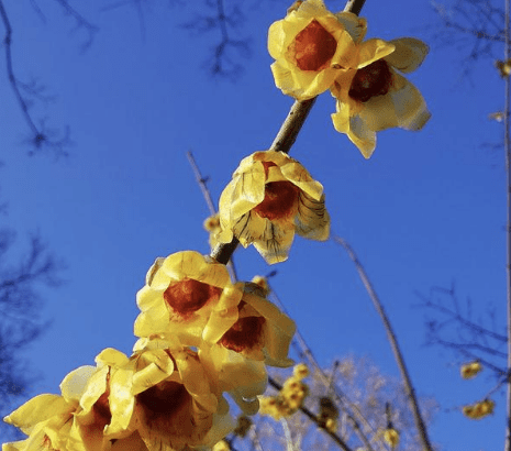 关于腊梅花的唯美句子，形容腊梅花的优美句子腊梅的外形描写图2