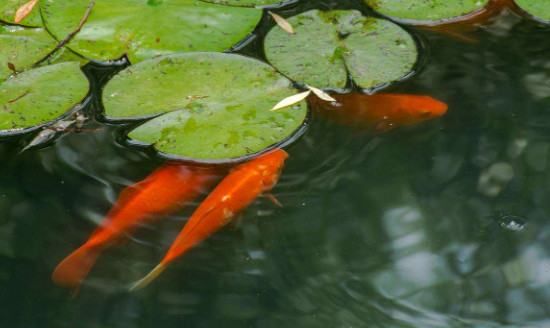 水芙蓉能在鱼缸养吗，水芙蓉可以养到龙鱼缸图2