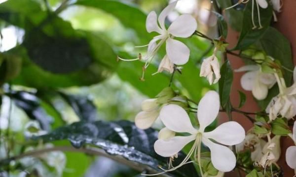 茉莉花叶子蔫是什么原因，茉莉花叶子干枯是怎么回事图1