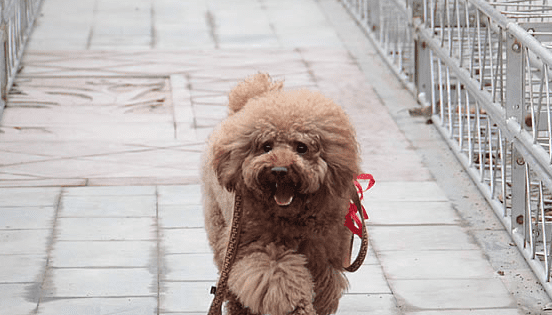 单身女养大型犬的原因分析，单身大龄女性为什么喜欢养动物图4