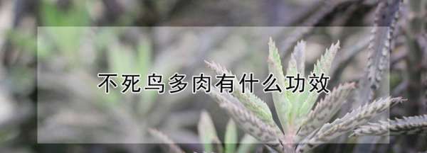 养不死的植物，不死鸟可以净化空气图6