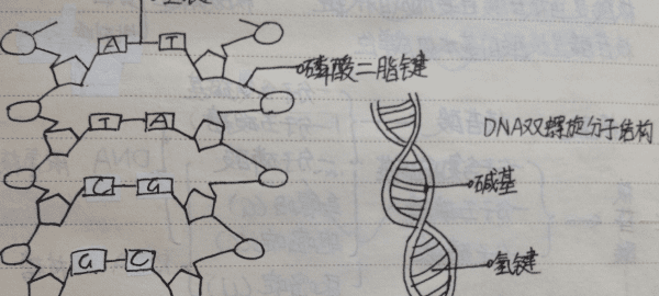 核酸是一切生物的什么，一切生物的遗传物质是什么意思图1