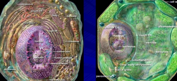 核酸是一切生物的什么，一切生物的遗传物质是什么意思图2