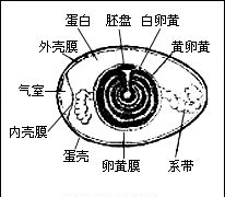 鸡卵的哪些结构构成卵细胞，鸡卵的结构中构成卵细胞的有什么