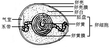 鸡卵的哪些结构构成卵细胞，鸡卵的结构中构成卵细胞的有什么图2