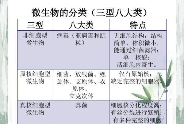 细菌属于什么型微生物，微生物的三型八类指的是什么图1