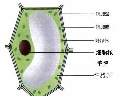 叶绿体在细胞中的哪里