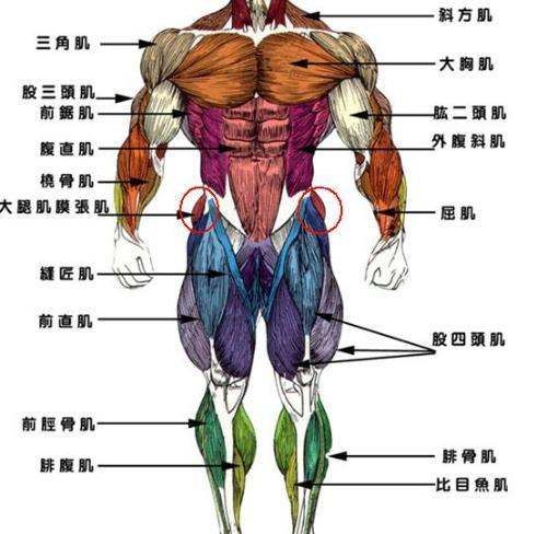 人的肌肉分为多少种类型，人体肌肉按功能的不同可分为什么