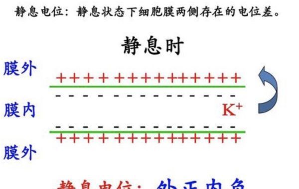 什么是静息电位，静息电位的大小接近于什么