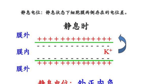 什么是静息电位，静息电位的大小接近于什么图2