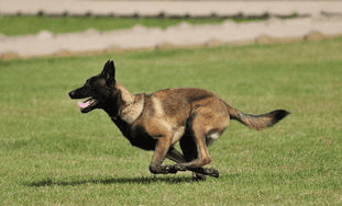 马犬最怕什么狗，马犬吃剩菜剩饭可以