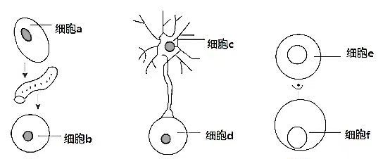 胞间连丝plasmodesmata，胞间连丝存在于细胞的哪里图4