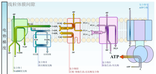 第一个细胞怎么产生的，第一个细胞是从哪里来的图5