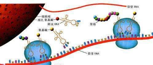 第一个细胞怎么产生的，第一个细胞是从哪里来的图7