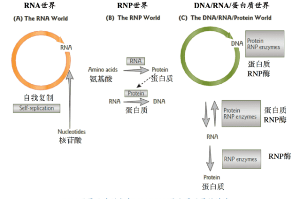 第一个细胞怎么产生的，第一个细胞是从哪里来的图8