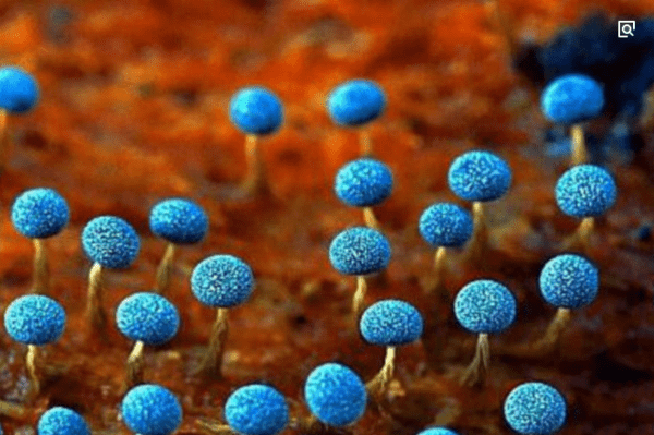 细菌是什么细胞生物，蓝细菌细胞属于什么生物