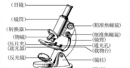 什么是万向镜 生活知识，显微镜主要构造和作用是什么