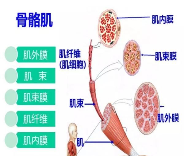 骨骼肌暗形态可以分为，骨骼肌按结构的不同可分为什么