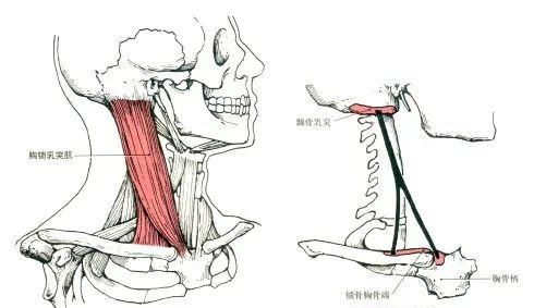 骨骼肌暗形态可以分为，骨骼肌按结构的不同可分为什么图2