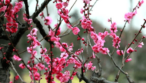 梅花长啥样图片，梅花是什么样子的