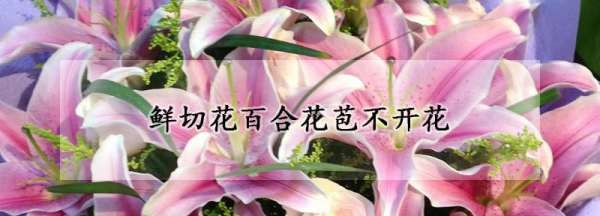 百合花苞打不开怎么回事，鲜切百合花苞不开花怎么办图1