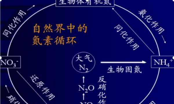 生物体内含氮物质以什么为主，动植物体内一切含氮物质总称为什么图2