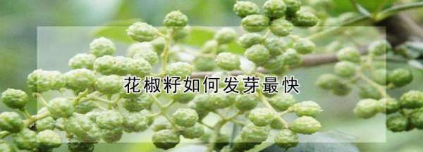 花椒种如何催芽，花椒籽怎么种发芽最快