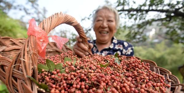 花椒种如何催芽，花椒籽怎么种发芽最快图6