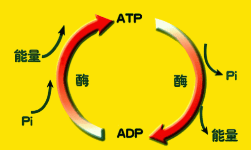 ATP水解产物是什么，atp彻底水解产物几种有机物图1