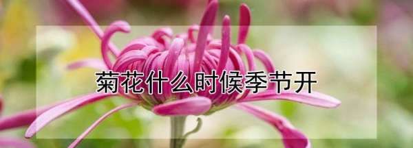 菊花什么时候季节开放，菊花开花的时间是什么季节