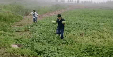 西瓜什么时候成熟，西瓜几月份成熟上市图1