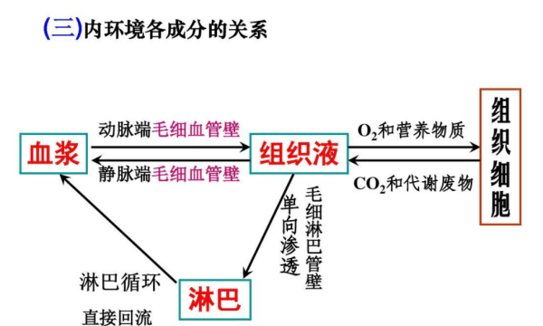 机体中细胞生活的内环境是指，机体中细胞生活的内环境是指什么图2