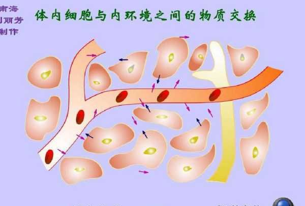 机体中细胞生活的内环境是指，机体中细胞生活的内环境是指什么图3