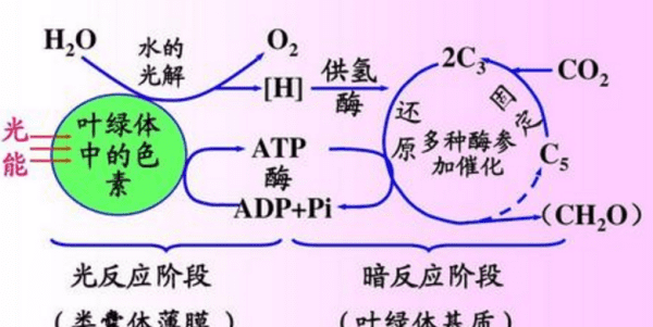 co2释放量表示什么，co2的释放量代表呼吸作用图1