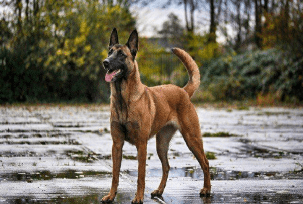 马犬能拴着养，两个月马犬怎样喂养长得快图1