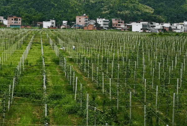 百香果怎么种植，百香果如何种植管理图5