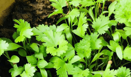 香菜的种植方法，香菜种植方法步骤作文图5