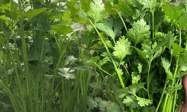 香菜的种植方法，香菜种植方法步骤作文图13