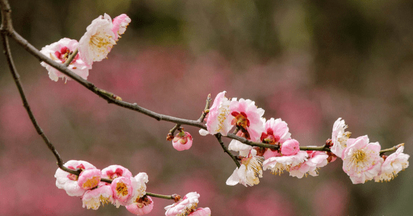 春夜喜雨几年级学的，春夜喜雨是部编版几年级的