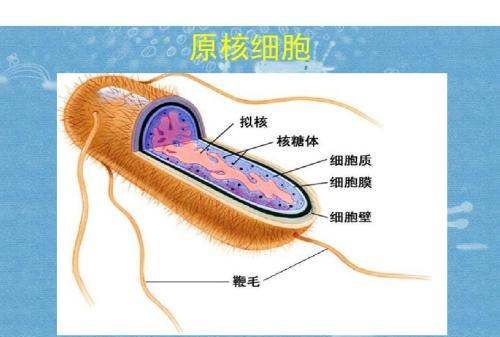 原核生物有哪些细胞器，原核细胞内有哪些细胞器