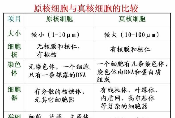 原核生物有哪些细胞器，原核细胞内有哪些细胞器图2