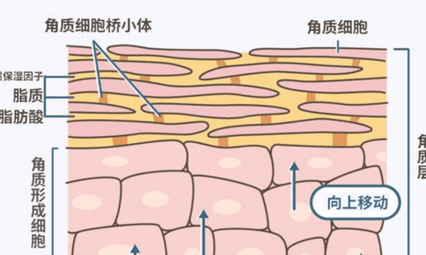 细胞中的脂质有哪几类，脂质包括哪三类物质组成图2