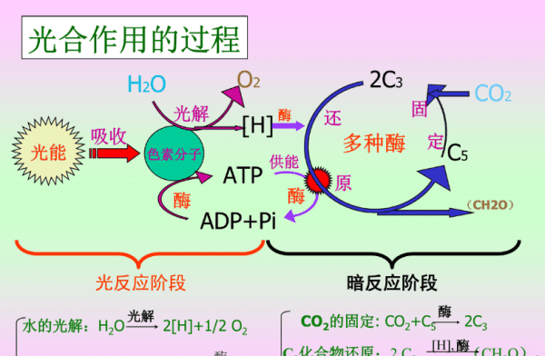 呼吸作用公式，光合作用和呼吸作用的公式图1