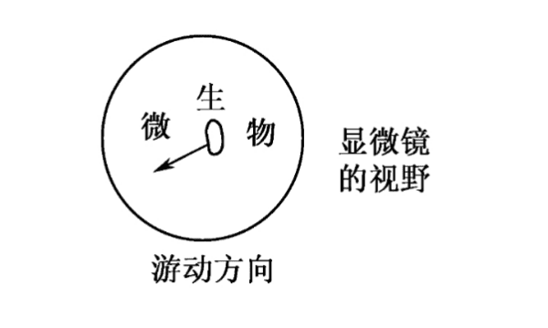 显微镜放大物像要靠什么，显微镜目镜和物镜的成像原理图1